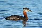 Red-necked Grebeborder=